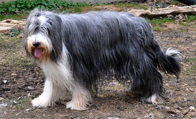 Apil 2010, Summer, a black bearded collie , is out in the spring yard. She is nearly 14 years old.